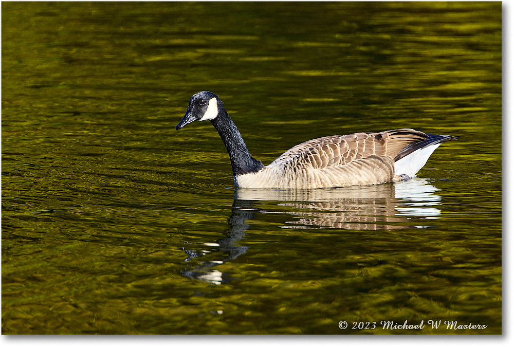 CanadaGoose_RappahannockRiver_2023Oct_R5A21891 copy
