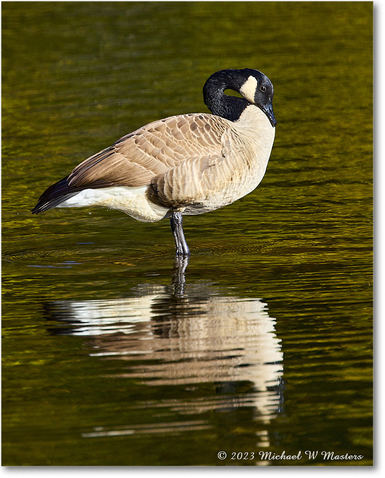 CanadaGoose_RappahannockRiver_2023Oct_R5A21917 copy