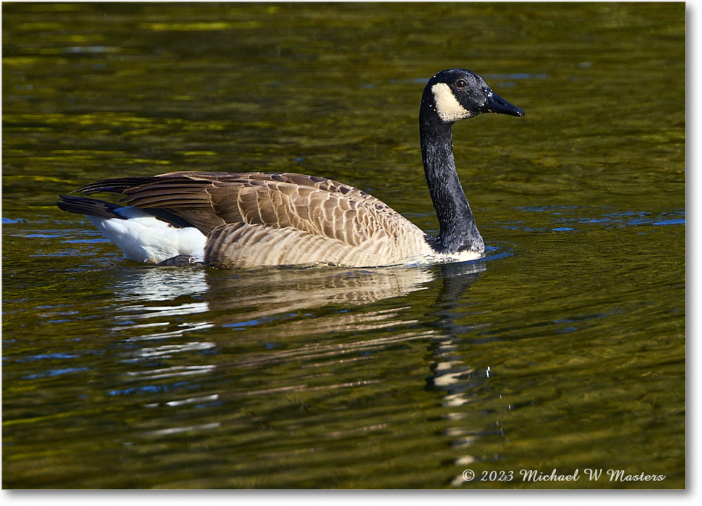 CanadaGoose_RappahannockRiver_2023Oct_R5A21944 copy