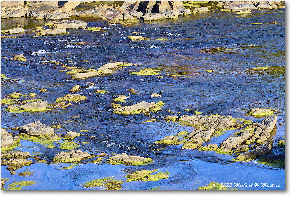 CanadaGoose_Rappahannock_2025Oct_R50_9861