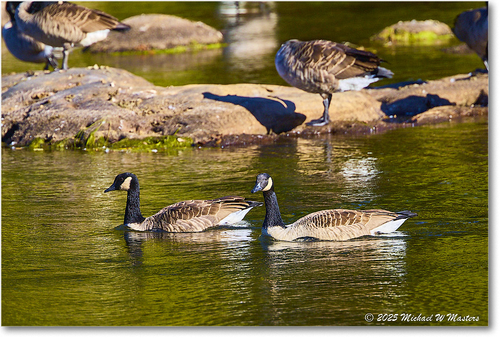 CanadaGoose_Rappahannock_2025Oct_R5D02357