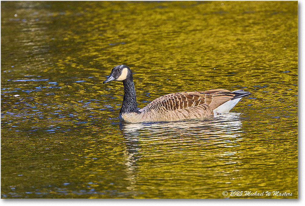 CanadaGoose_Rappahannock_2025Oct_R5D02363
