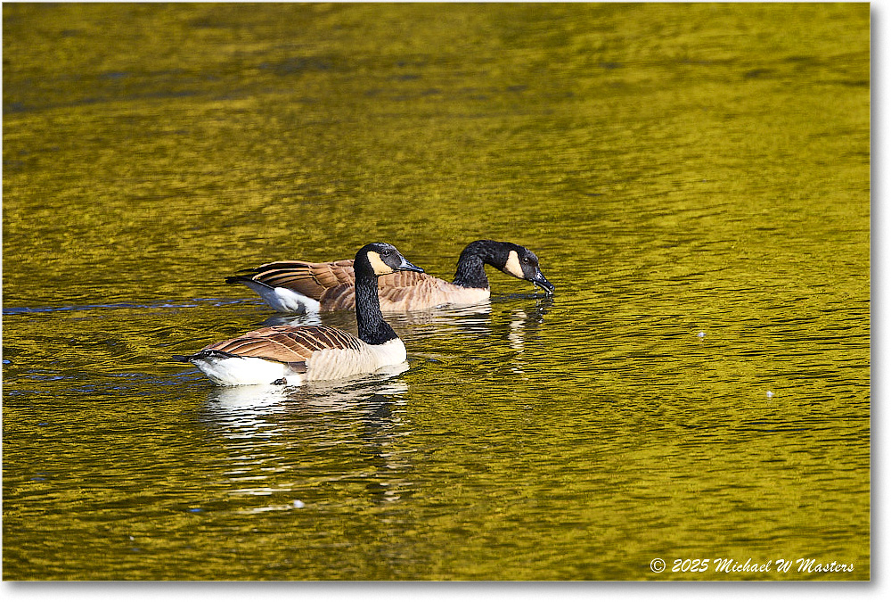 CanadaGoose_Rappahannock_2025Oct_R5D02371