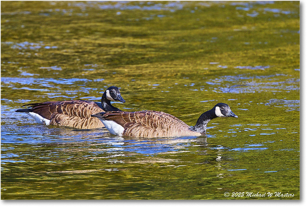 CanadaGoose_Rappahannock_2025Oct_R5D02390