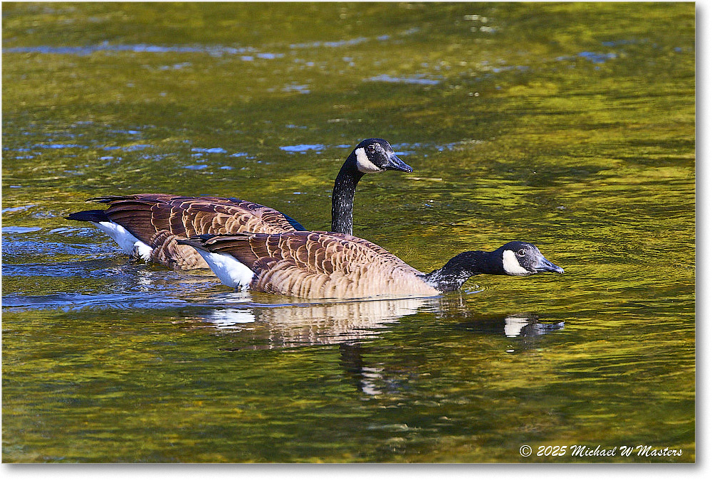 CanadaGoose_Rappahannock_2025Oct_R5D02393