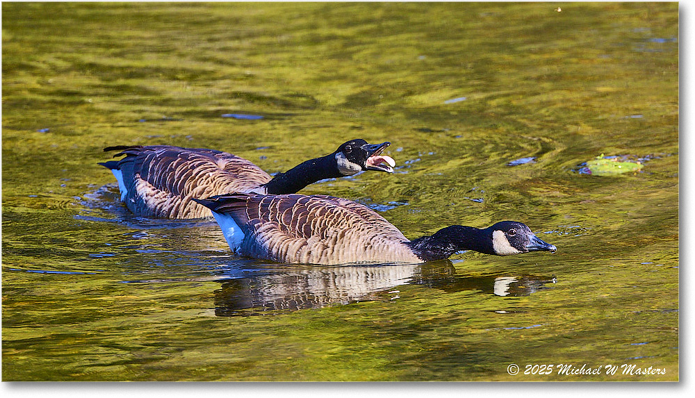 CanadaGoose_Rappahannock_2025Oct_R5D02395