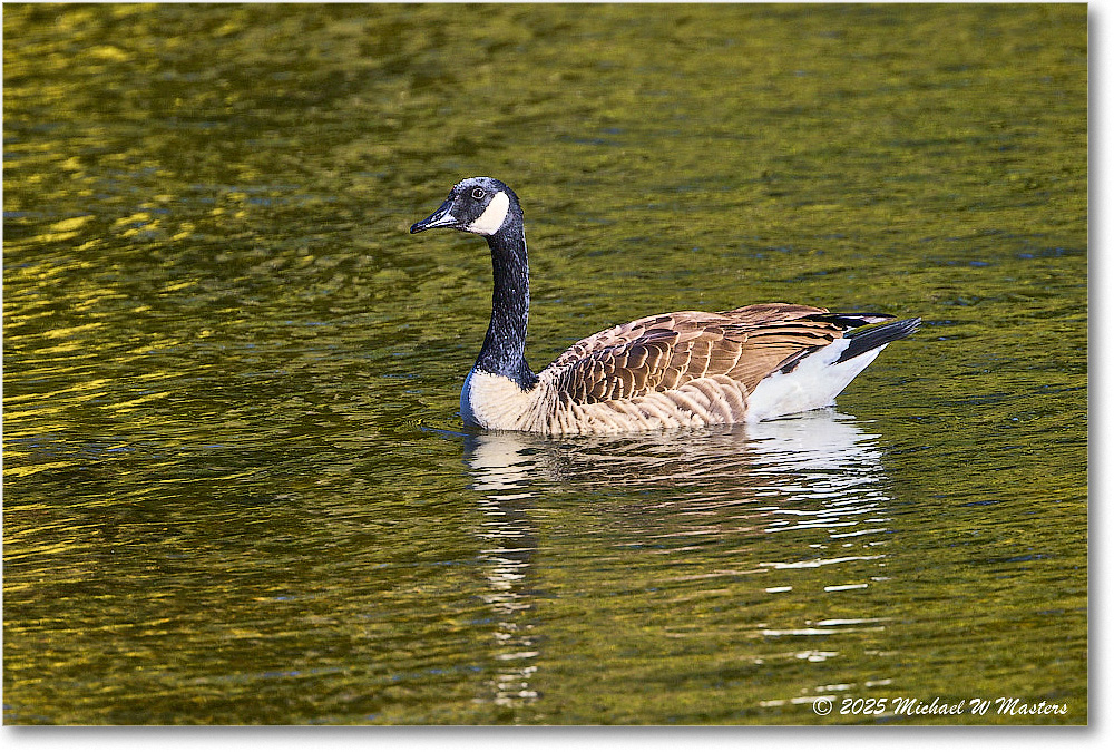 CanadaGoose_Rappahannock_2025Oct_R5D02406
