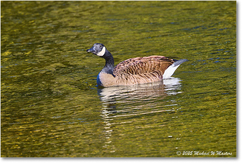 CanadaGoose_Rappahannock_2025Oct_R5D02409