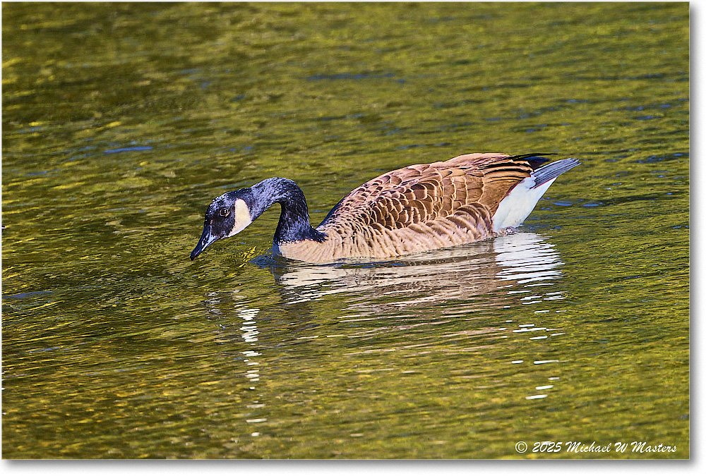 CanadaGoose_Rappahannock_2025Oct_R5D02412