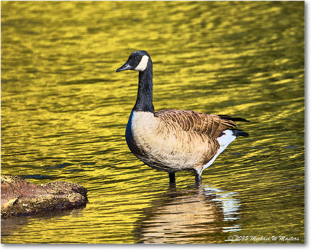 CanadaGoose_Rappahannock_2025Oct_R5D02415