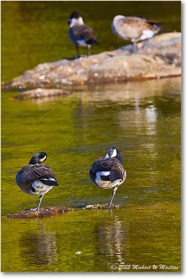 CanadaGoose_Rappahannock_2025Oct_R5D02431