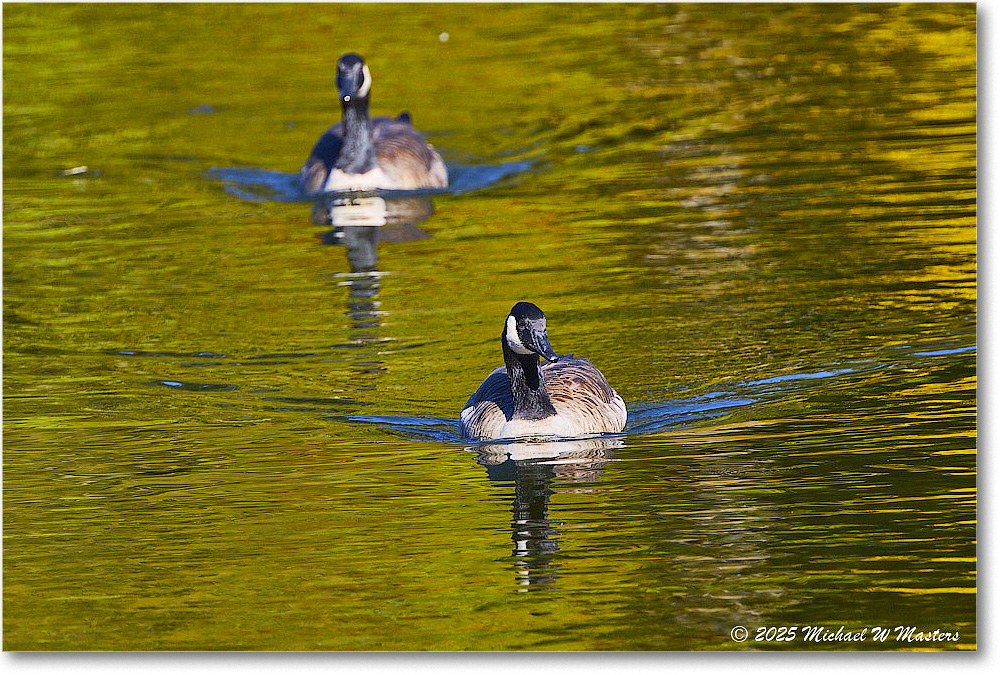 CanadaGoose_Rappahannock_2025Oct_R5D02448