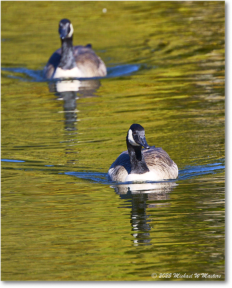 CanadaGoose_Rappahannock_2025Oct_R5D02449