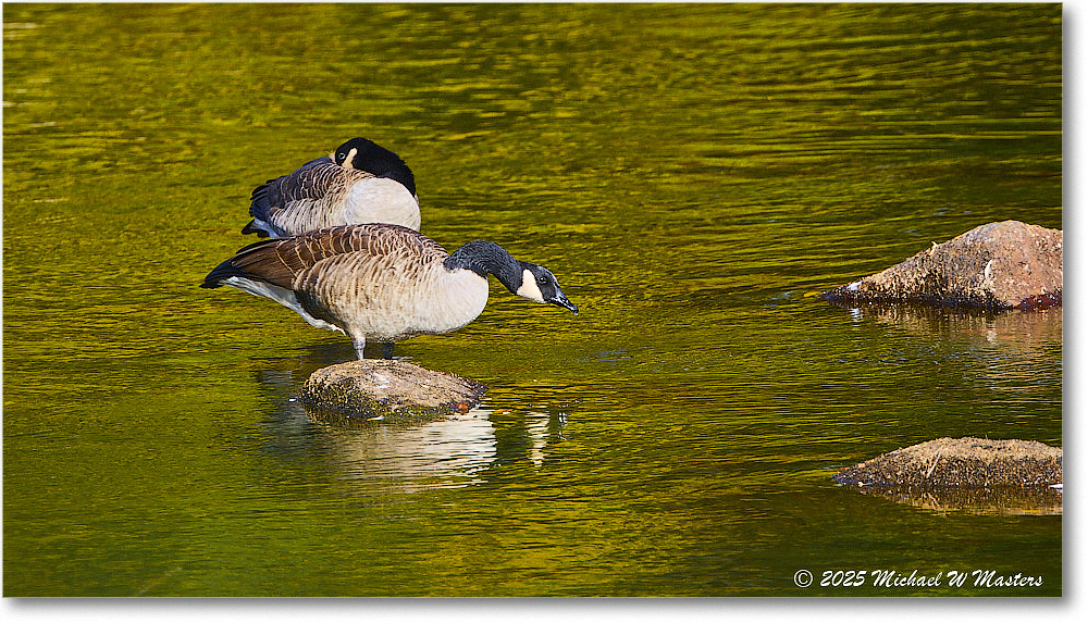 CanadaGoose_Rappahannock_2025Oct_R5D02459