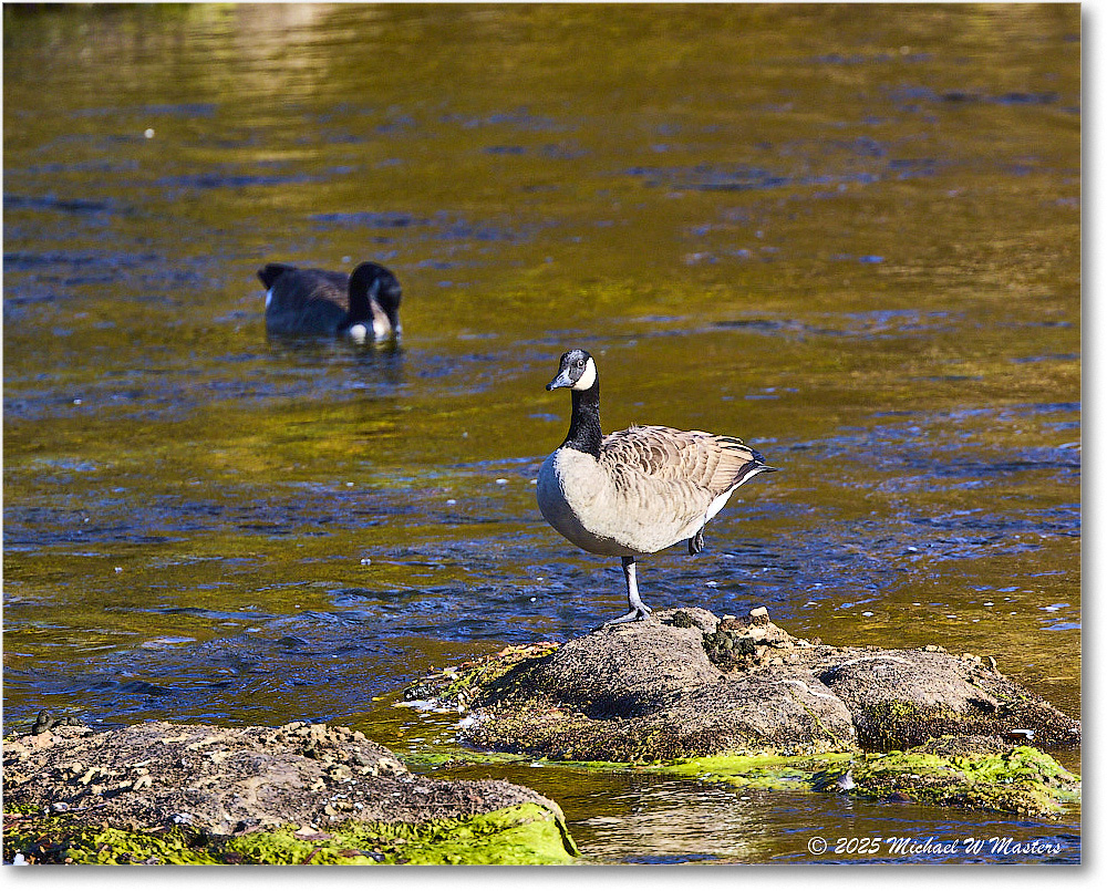 CanadaGoose_Rappahannock_2025Oct_R5D02482