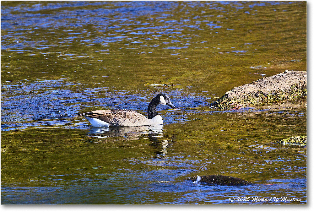 CanadaGoose_Rappahannock_2025Oct_R5D02493