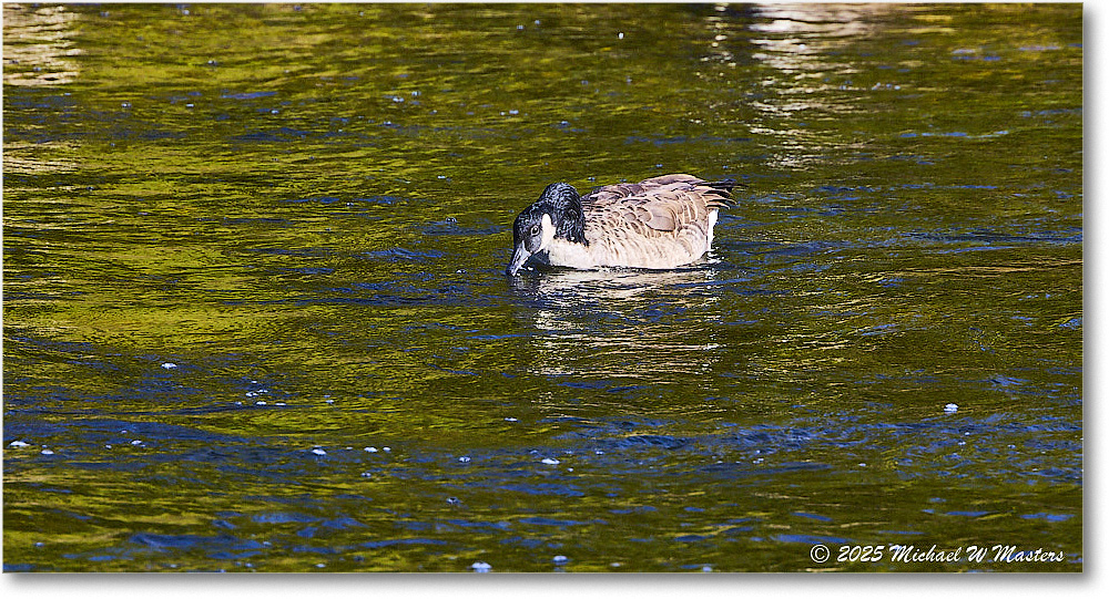 CanadaGoose_Rappahannock_2025Oct_R5D02495