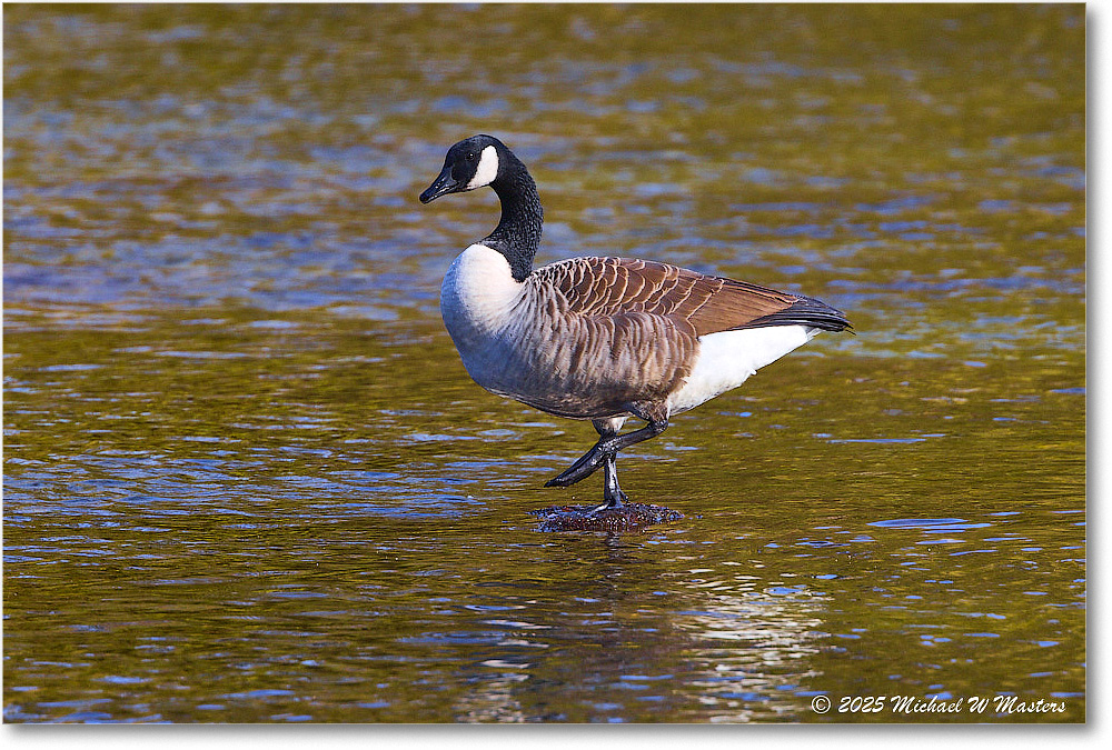 CanadaGoose_Rappahannock_2025Oct_R5D02591