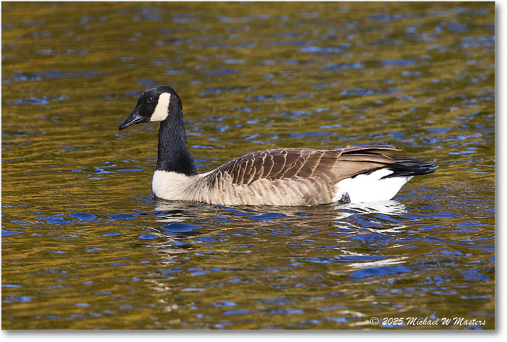 CanadaGoose_Rappahannock_2025Oct_R5D02610