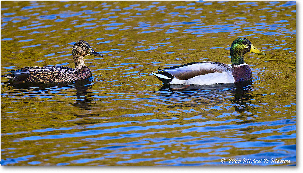 CanadaGoose_Rappahannock_2025Oct_R5D02636