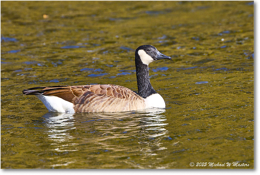 CanadaGoose_Rappahannock_2025Oct_R5D02669