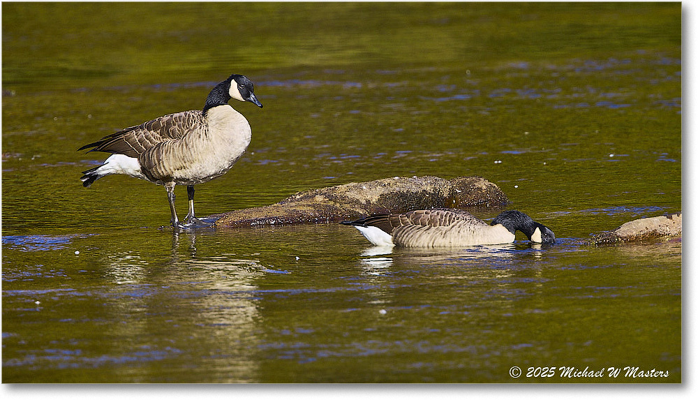 CanadaGoose_Rappahannock_2025Oct_R5D02697