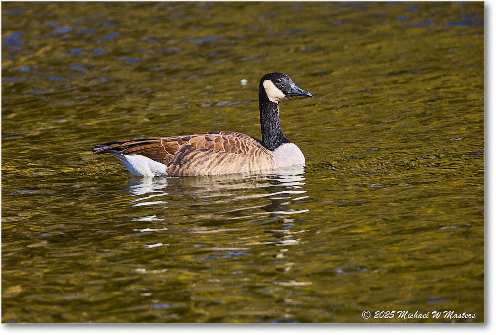 CanadaGoose_Rappahannock_2025Oct_R5D02713