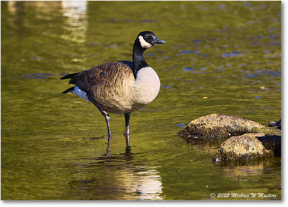 CanadaGoose_Rappahannock_2025Oct_R5D02773
