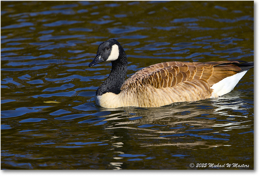 CanadaGoose_Rappahannock_2025Oct_R5D02790