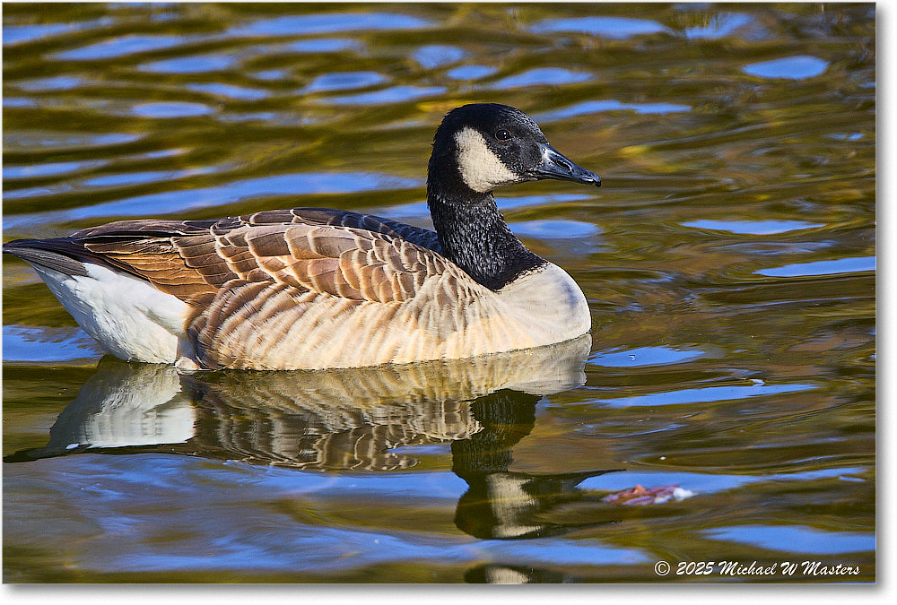 CanadaGoose_Rappahannock_2025Oct_R5D02807
