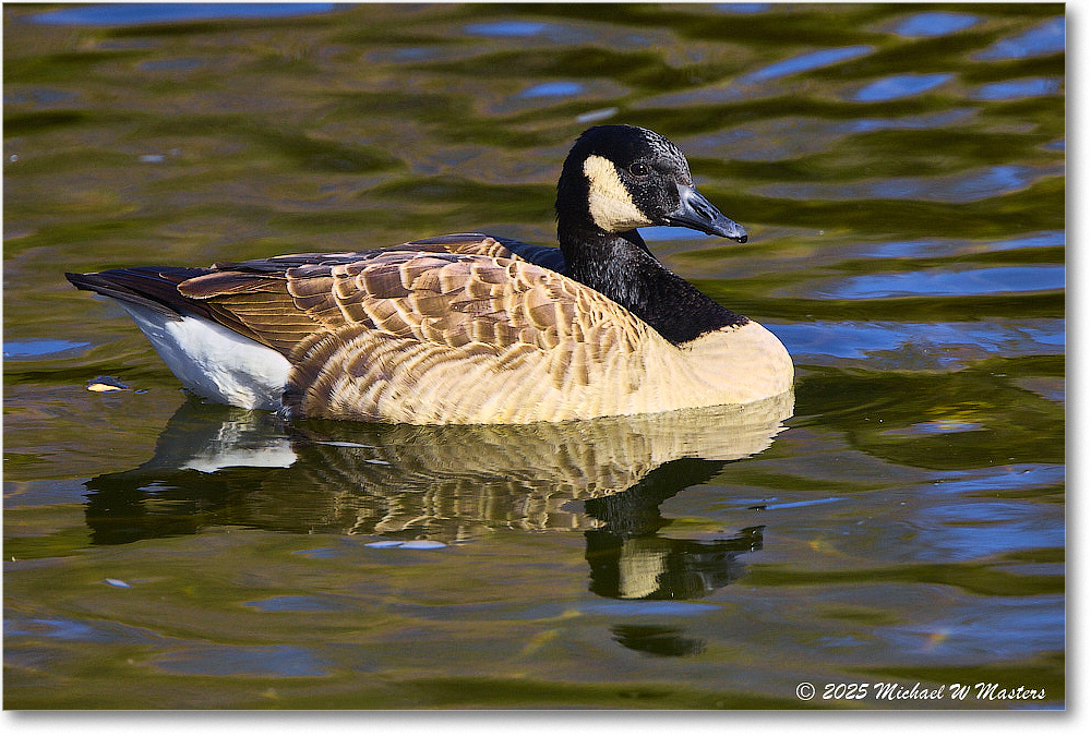 CanadaGoose_Rappahannock_2025Oct_R5D02817
