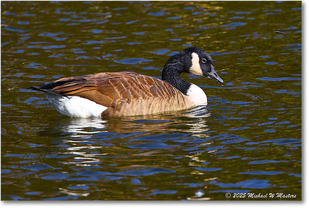 CanadaGoose_Rappahannock_2025Oct_R5D02853