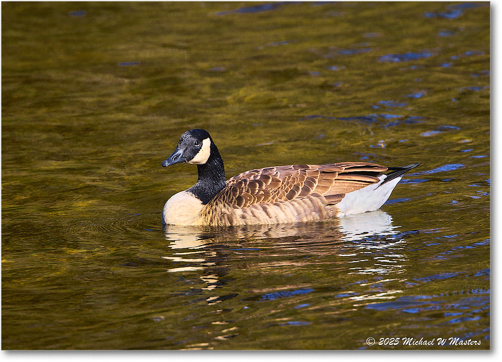 CanadaGoose_Rappahannock_2025Oct_R5D02866