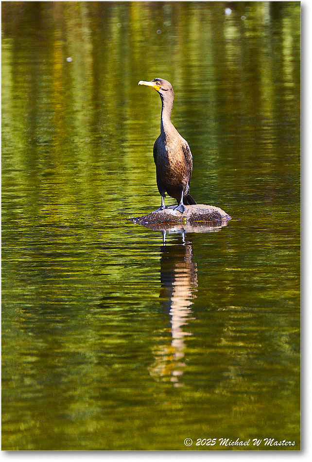 Cormorant_Rappahannock_2025Oct_R5D02455