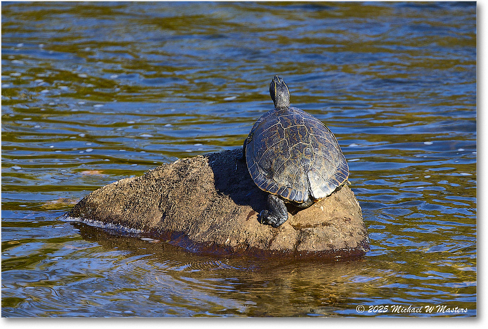 Turtle_Rappahannock_2025Oct_R5D02585