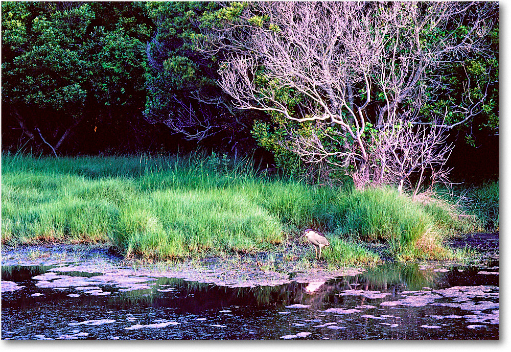 BCNightHeron_ChincoNWR_1990June_KC19 copy