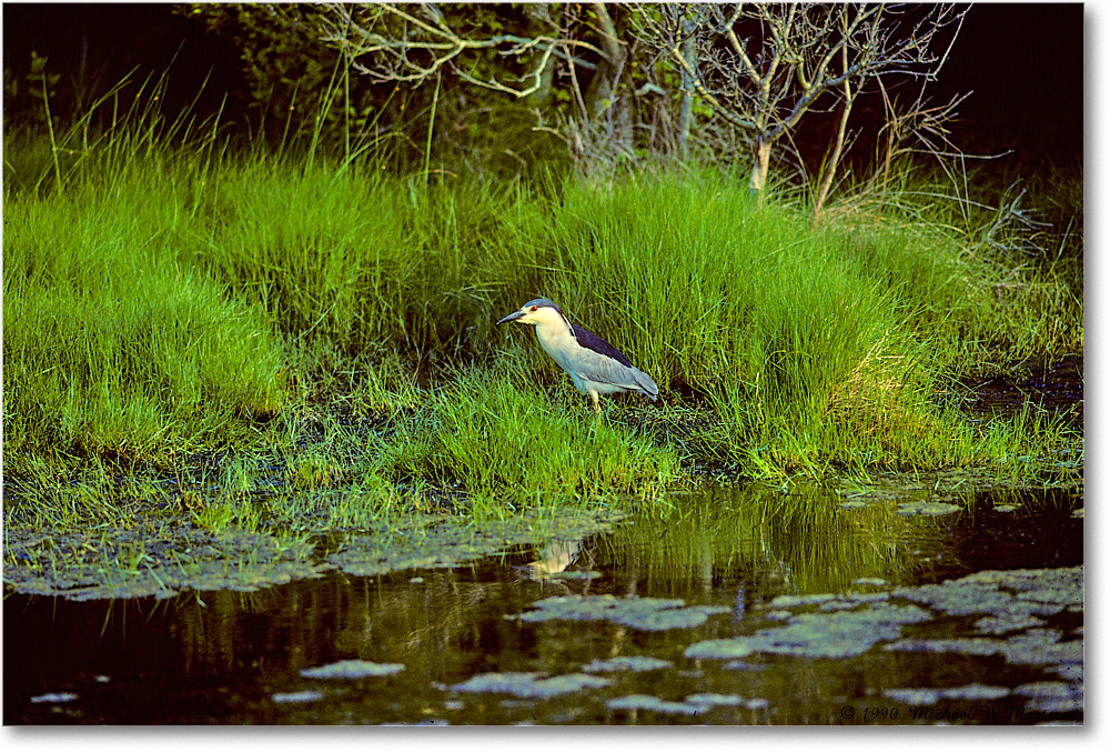 BCNightHeron_ChincoNWR_1990June_Kc10 copy