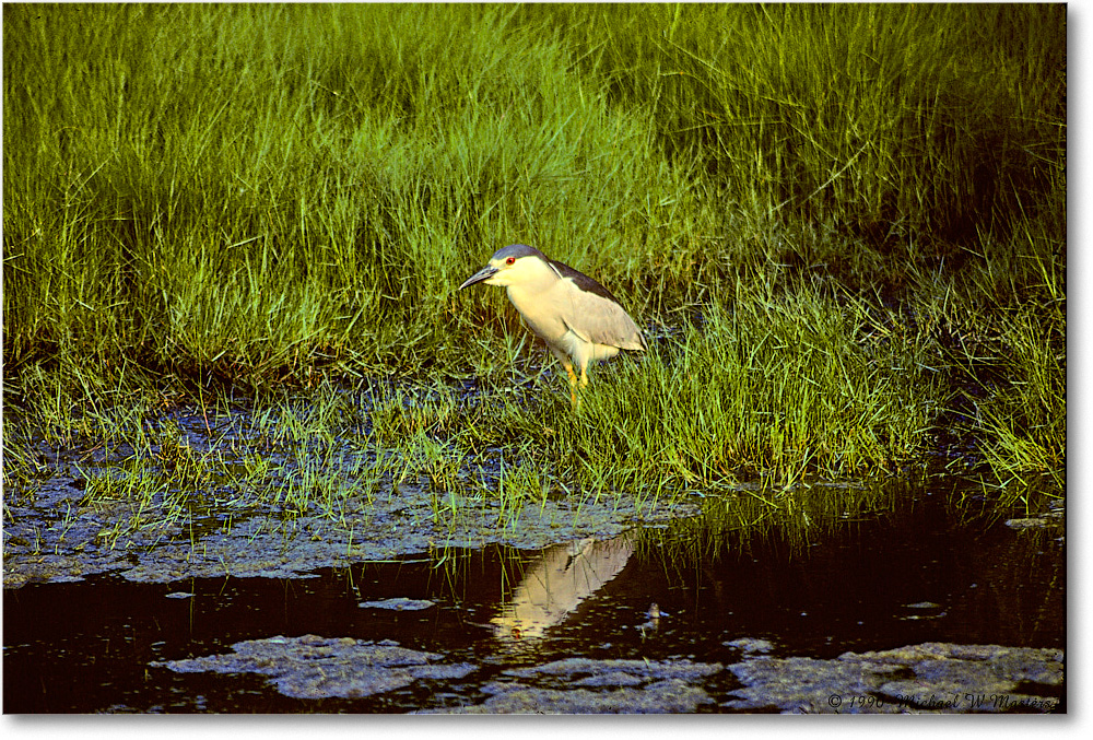 BCNightHeron_ChincoNWR_1990June_Kc24 copy