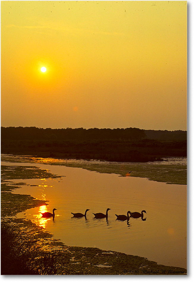 CanadaGeeseSunset_ChincoNWR_1990Jun_K36 copy