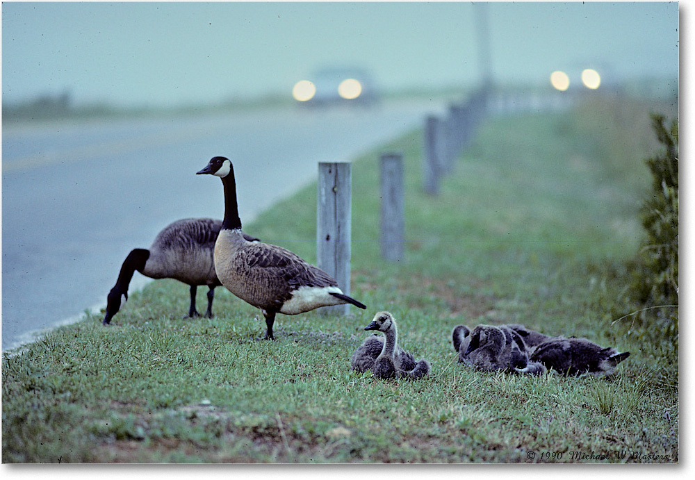 CanadaGooseFamily_ChincoNWR_1990Jun_Kr05 copy