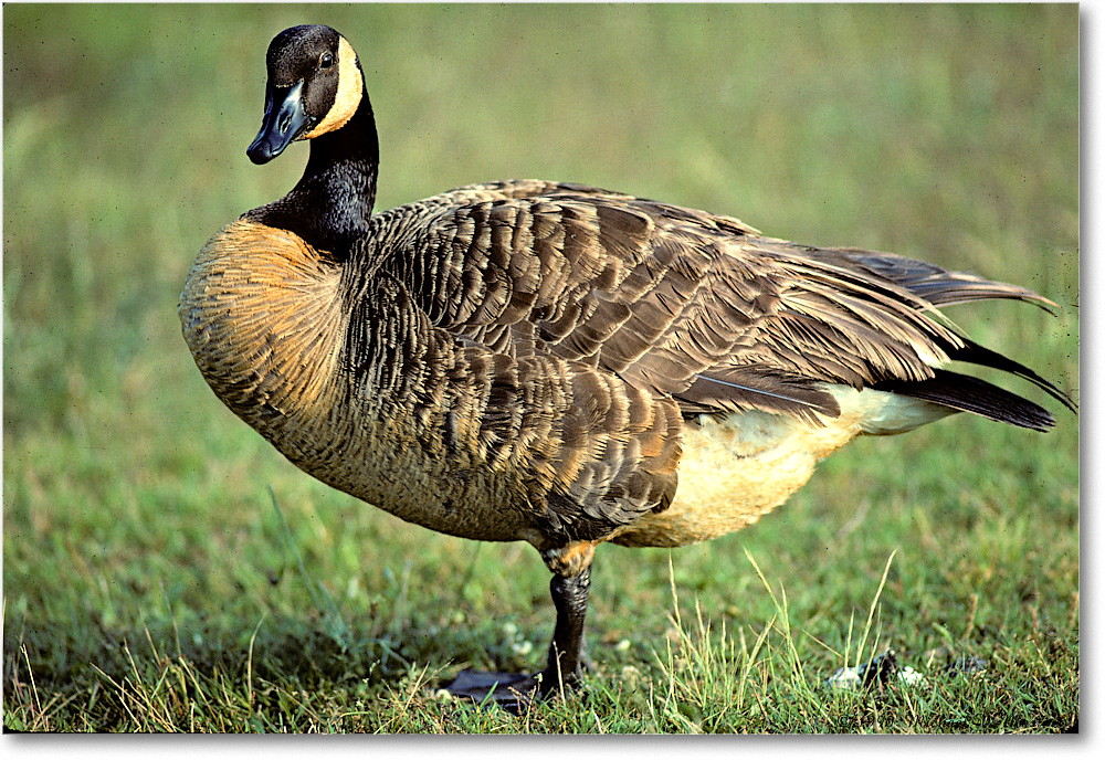 CanadaGoose_ChincoNWR_1990Jun_Kr37 copy
