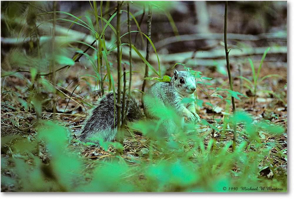 DelmarvaSquirrel_ChincoNWR_1990Jun_Kr29 copy
