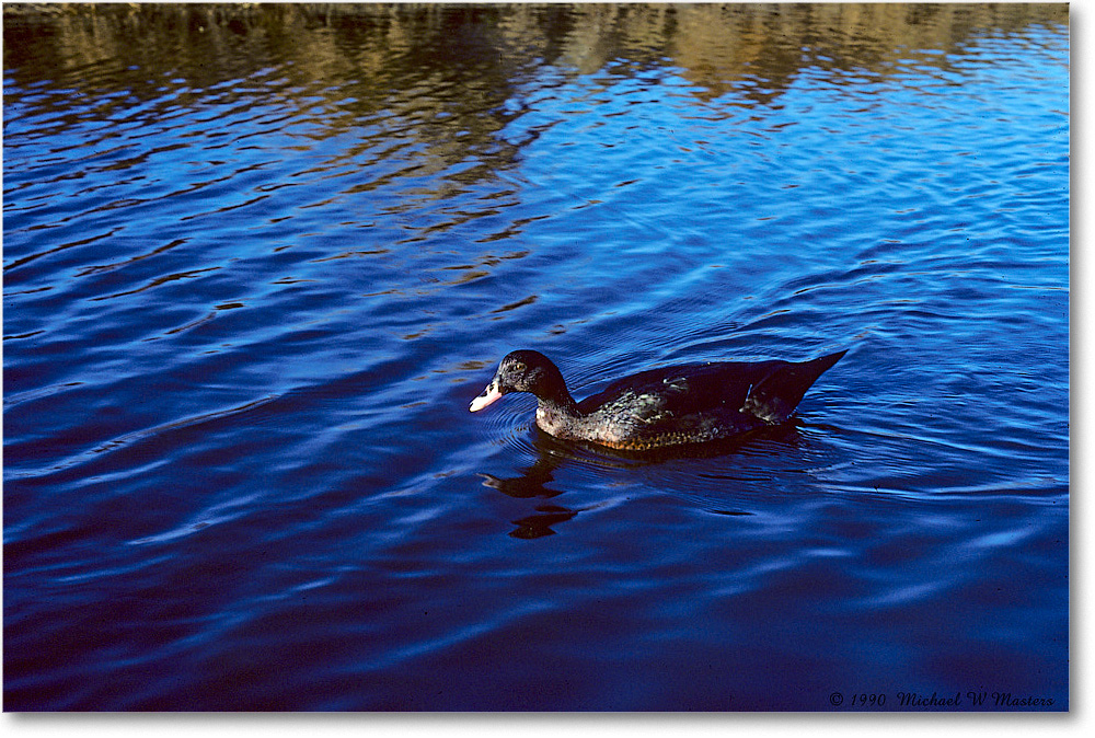Duck-Blackheaded_ChincoNWR_1990Jun_K31 copy