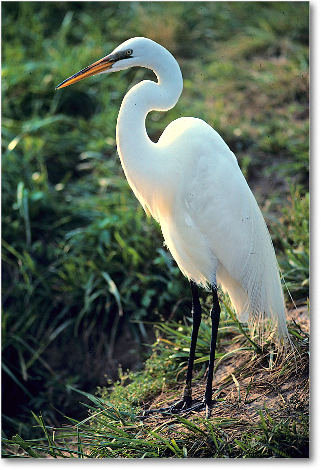 GreatEgret_ChincoNWR_1990Jun_K12 copy