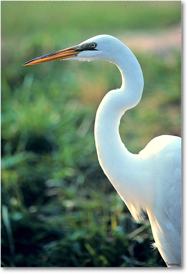 GreatEgret_ChincoNWR_1990Jun_K15 copy