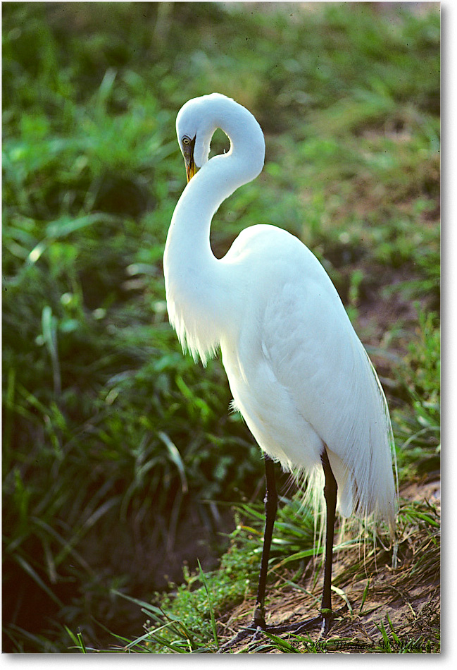 GreatEgret_ChincoNWR_1990Jun_Kr03 copy