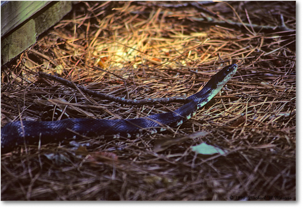 SnakeWoodlandTrail_ChincoNWR_1990Jun_Kr07 copy