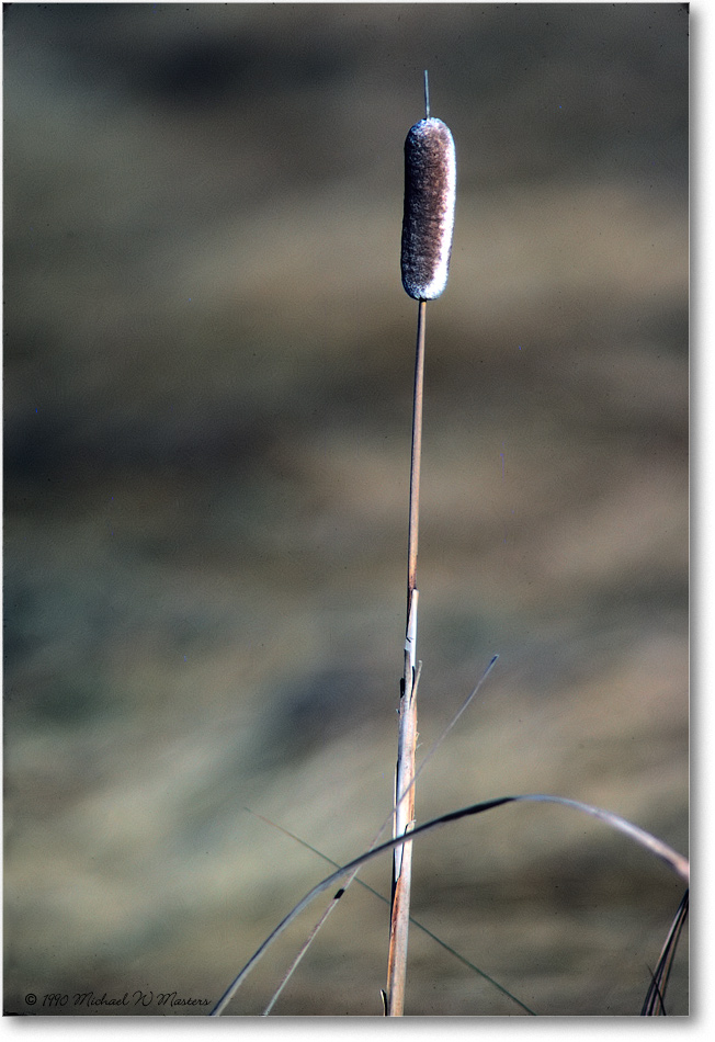 Cattail_ChincoNWR_1990Nov_Kr01 copy
