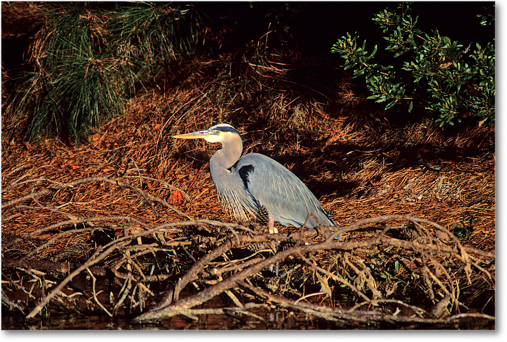 GreatBlueHeron_ChincoNWR_1990Nov_F36 copy