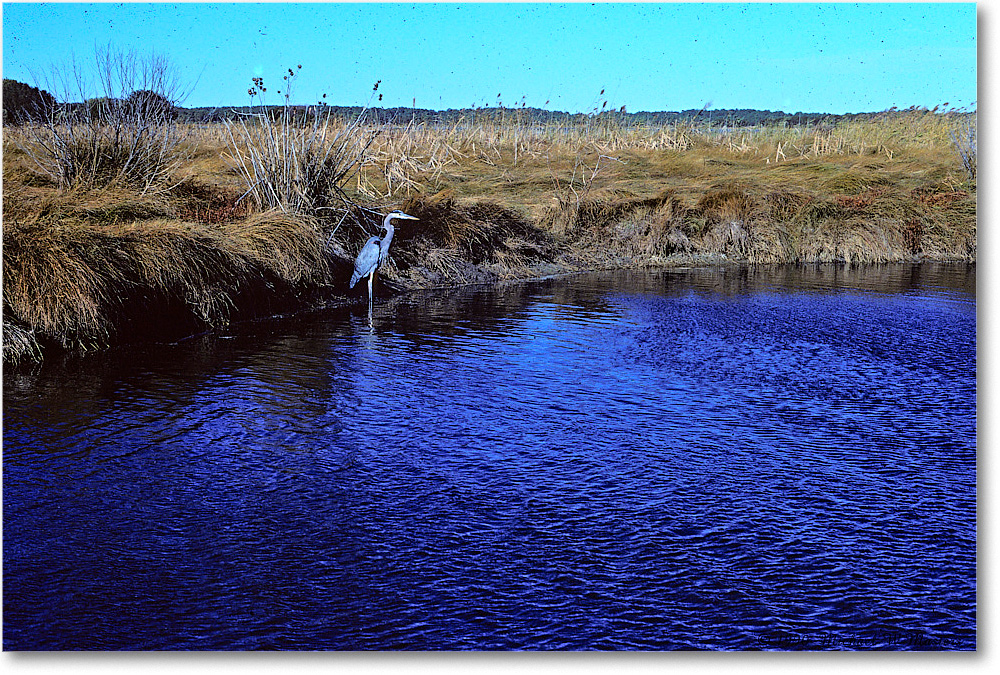 GreatBlueHeron_ChincoNWR_1990Nov_K02 copy